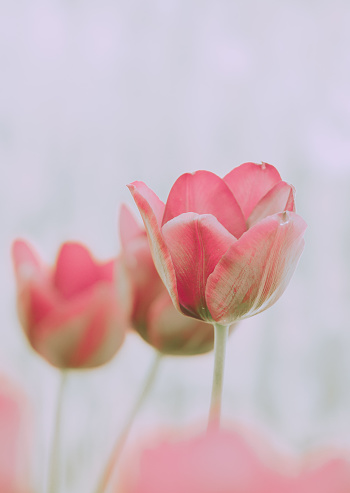 券商等布局方向获看好_著名生物化学家杨福愉院士逝世